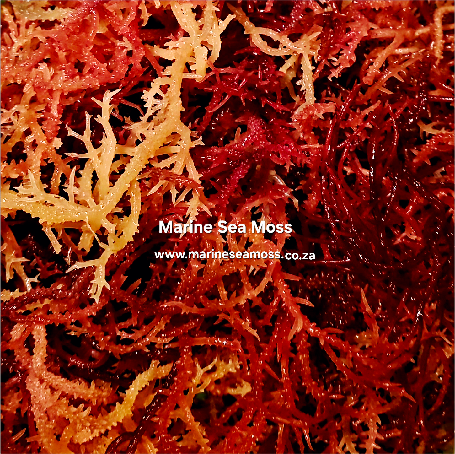 What Is Sea Moss and Why Is It Taking Over Wellness