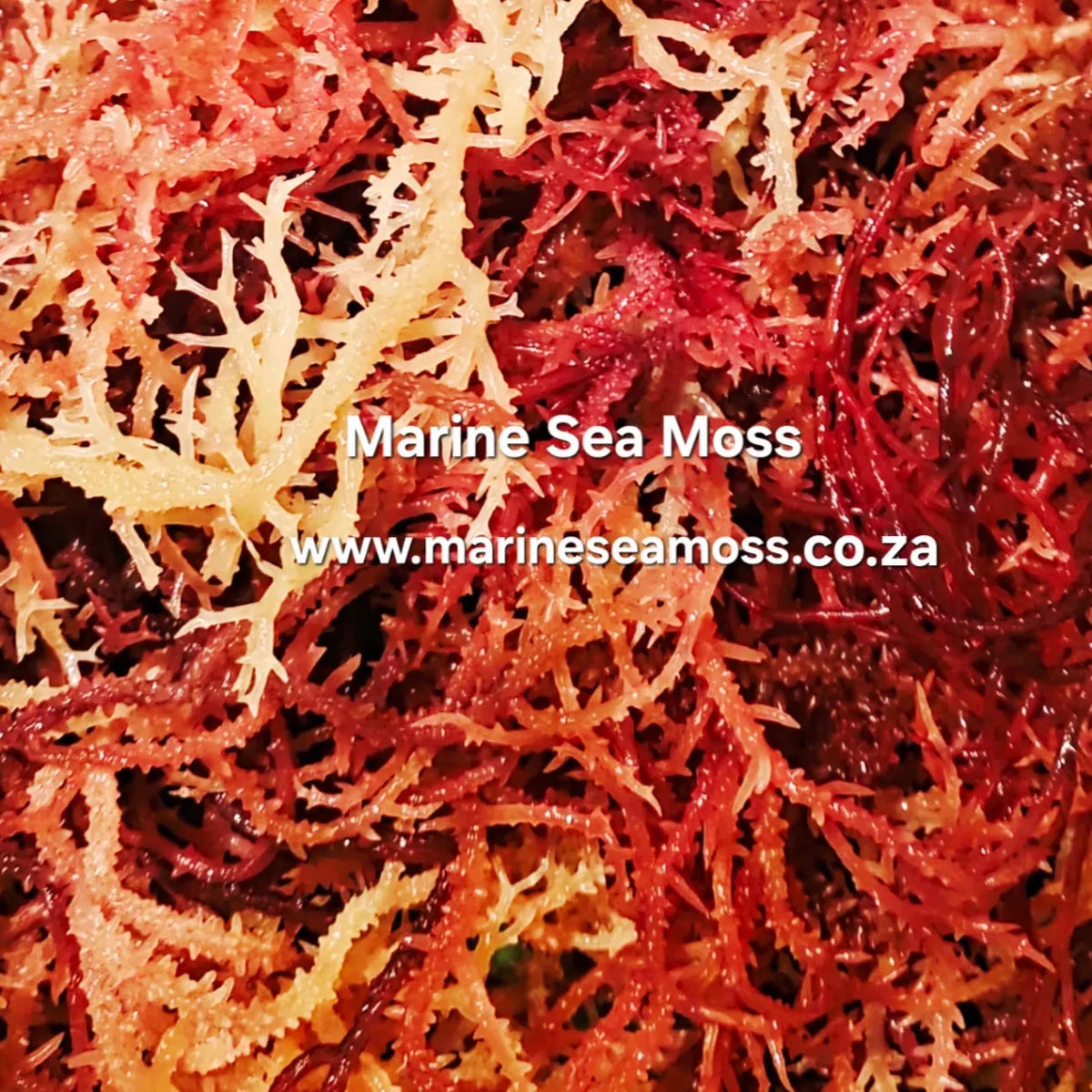 Close-up of marine sea moss with a brand name and website URL overlay.