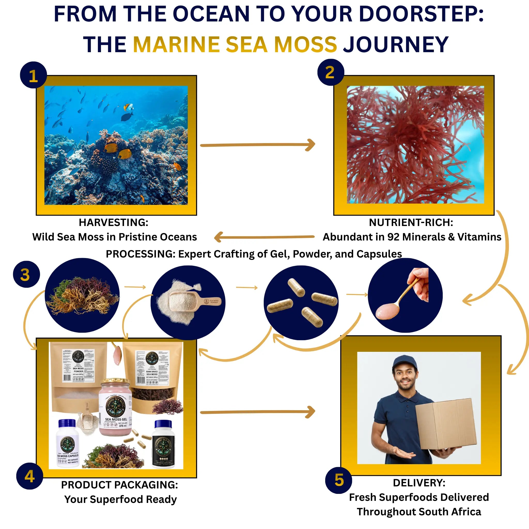 From the ocean to your doorstep — the Marine Sea Moss journey: harvesting, nutrient-rich processing, product packaging and delivery throughout South Africa